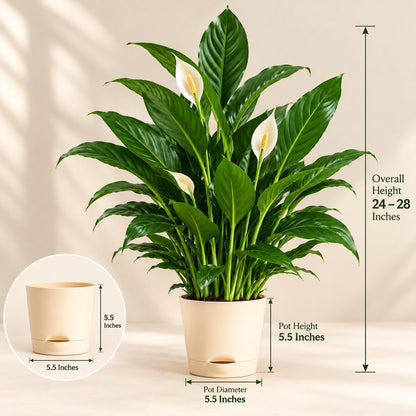 Peace Lily size guide: overall height 24 to 28 inches, pot height and diameter 5.5 inches
