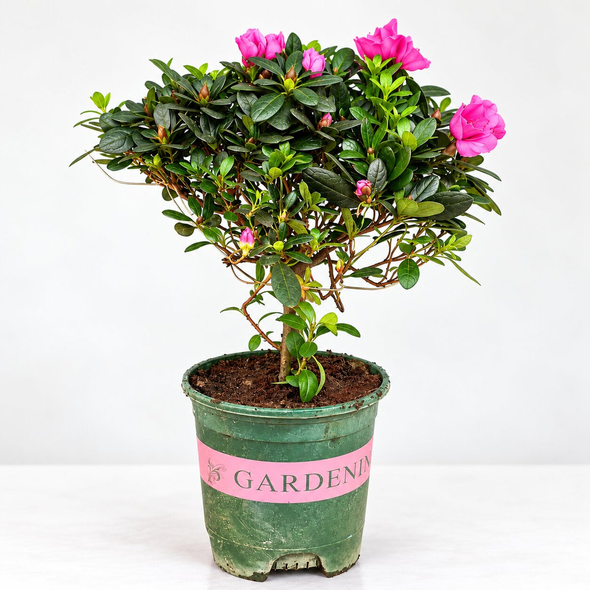 Pink flowering Azalea bonsai plant with single trunk and buds in a nursery pot