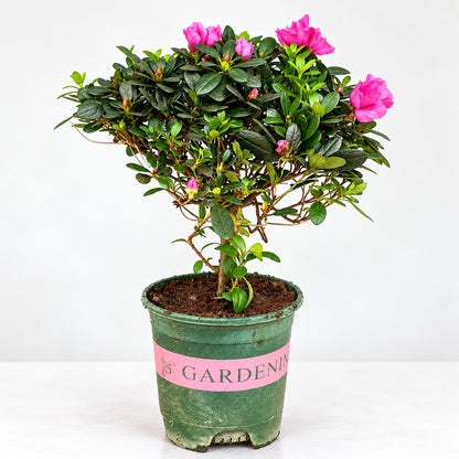 Pink flowering Azalea bonsai plant with single trunk and buds in a nursery pot
