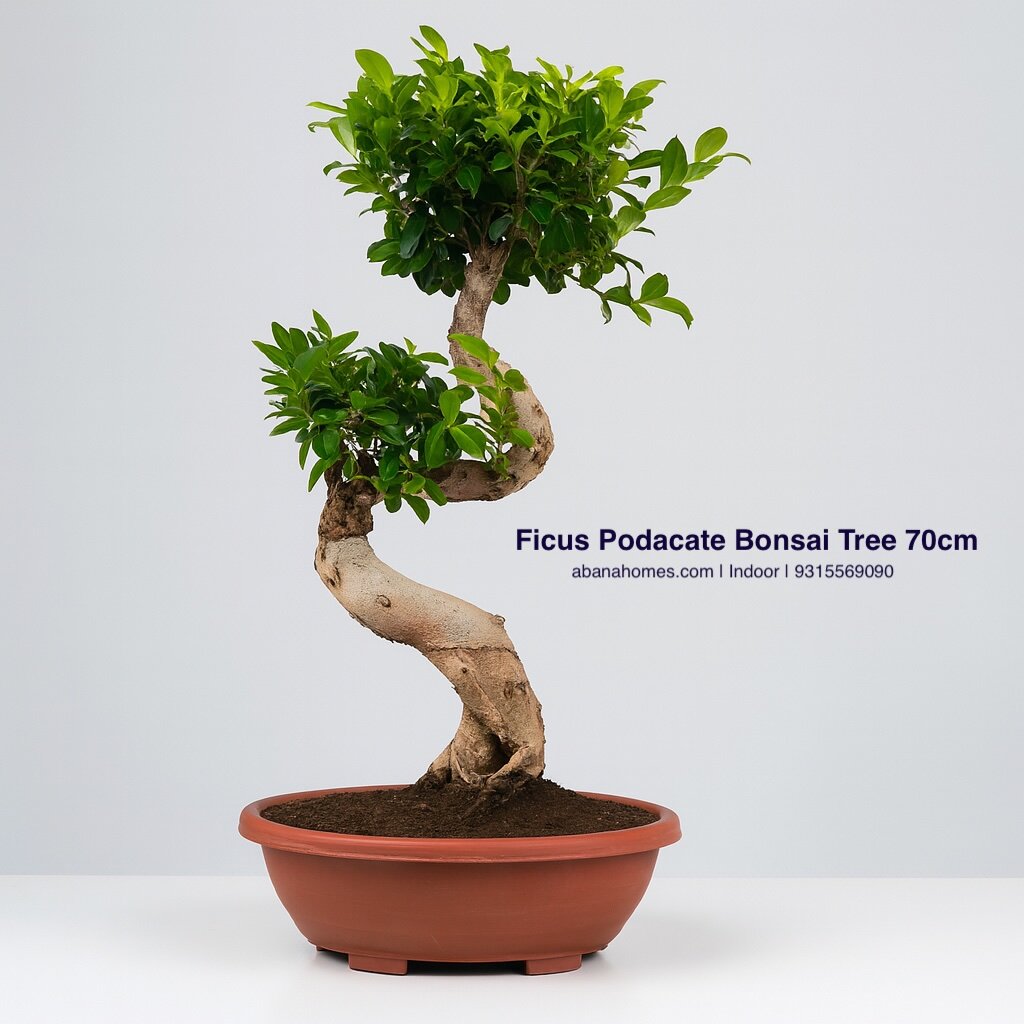 Ficus Bonsai Tree - Large - Indoor 15 Years 70 cm