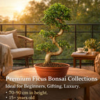 Ficus Bonsai Tree - Large - Indoor 15 Years 70 cm