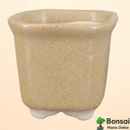 Square Ceramic Bonsai Pot | Medium Size Planter