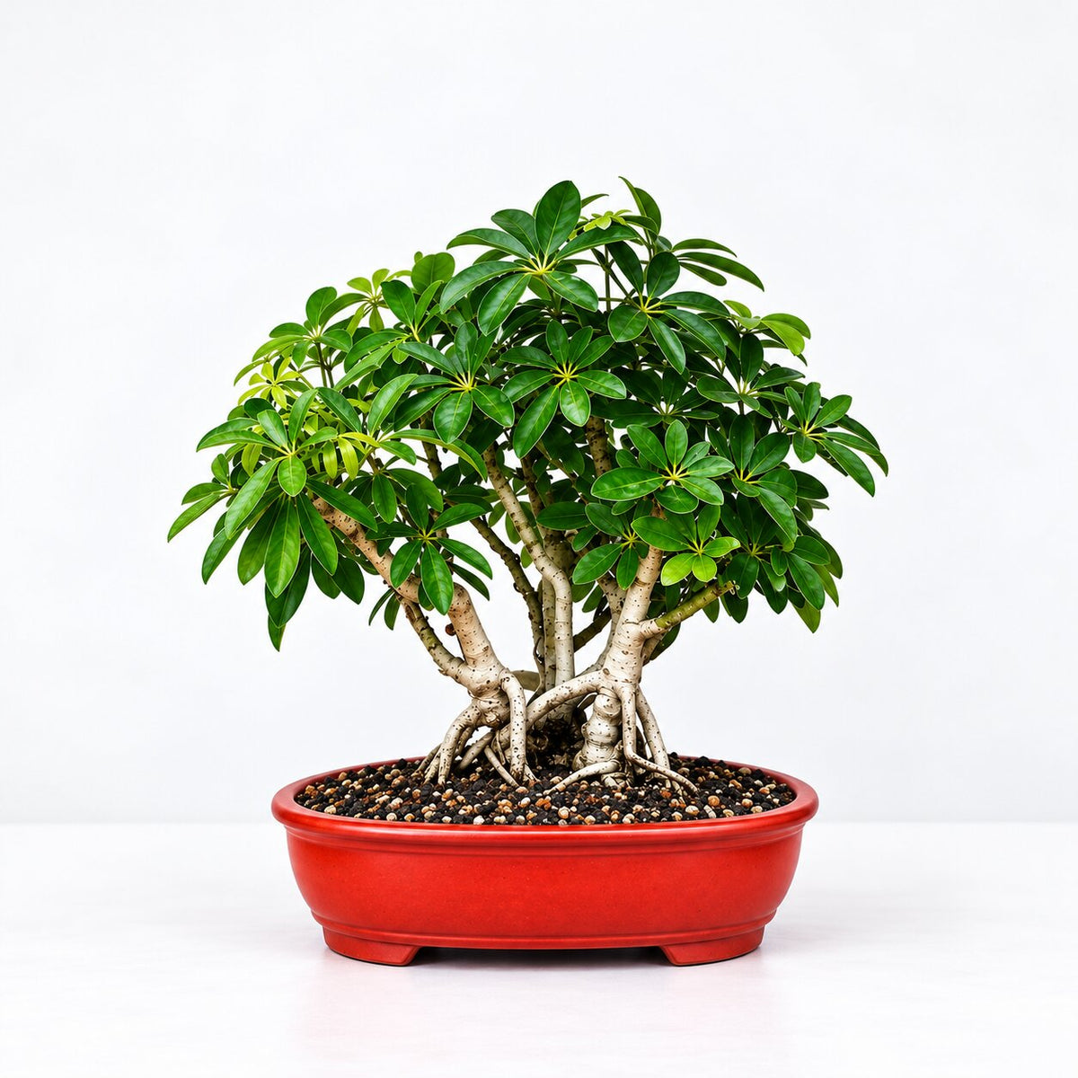 Schefflera umbrella tree bonsai with aerial roots in a red oval bonsai pot