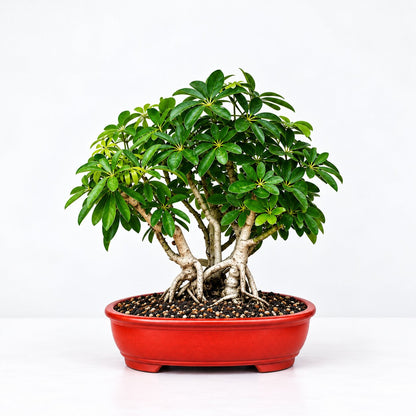 Schefflera umbrella tree bonsai with aerial roots in a red oval bonsai pot