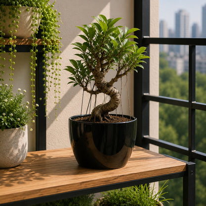 Round Ceramic Pot for Bonsai & Houseplants 5.5x5.5 inches