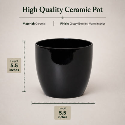 Round Ceramic Pot for Bonsai & Houseplants 5.5x5.5 inches