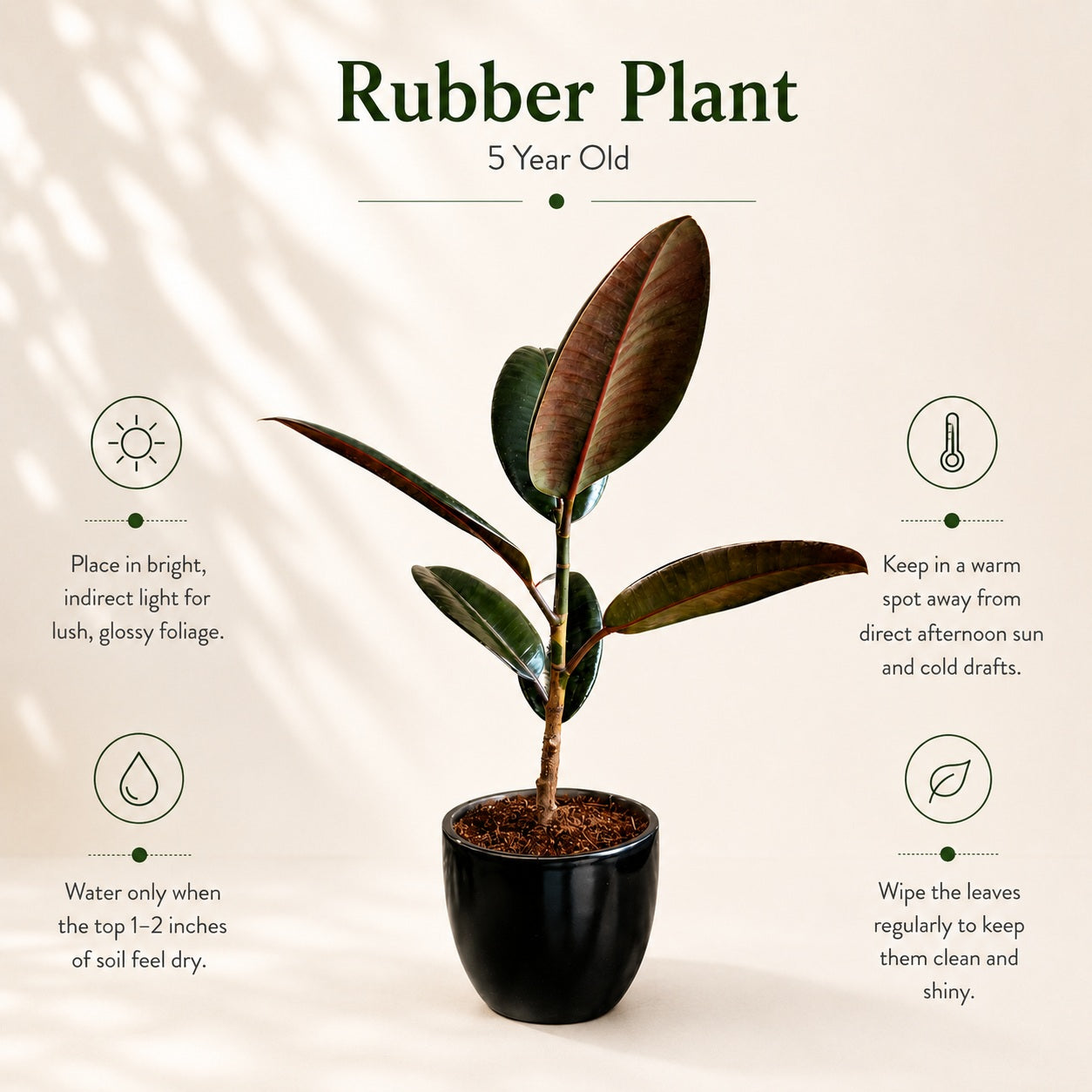 Rubber Plant with Ceramic Pot
