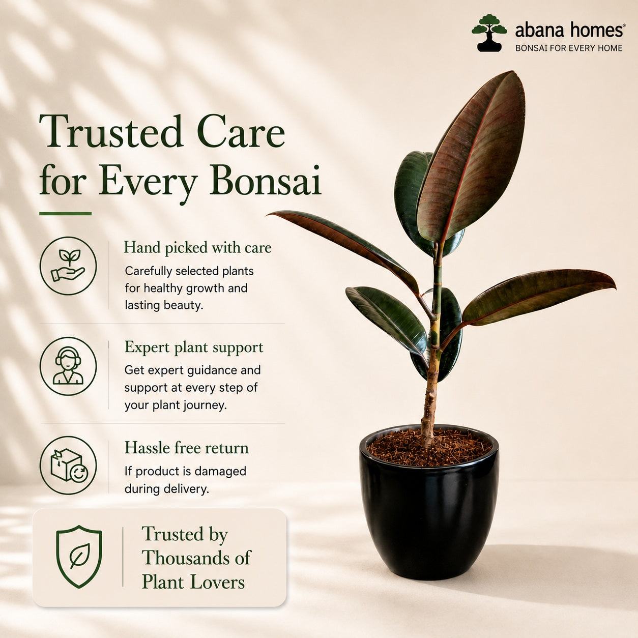 Rubber Plant with Ceramic Pot