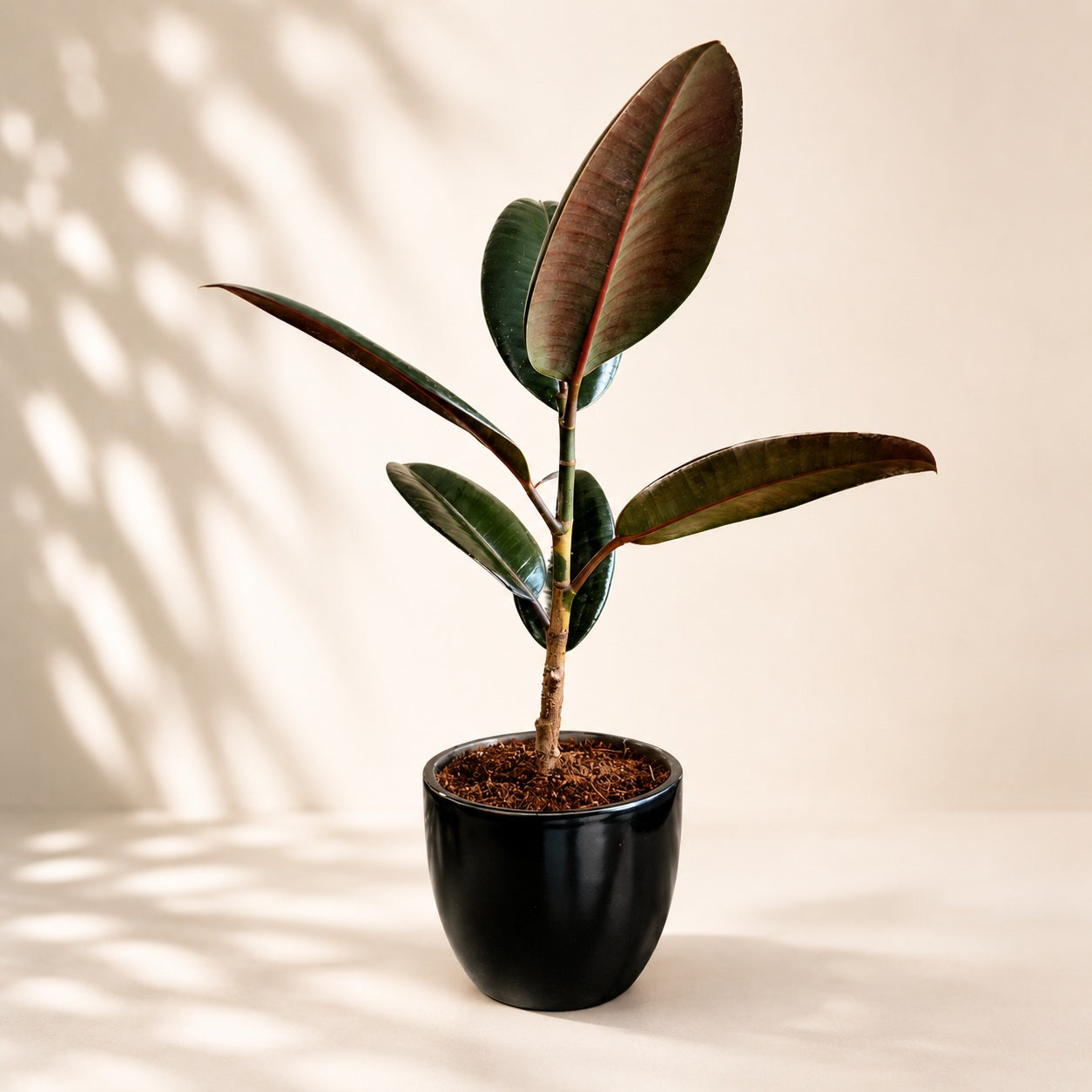 Rubber Plant with Ceramic Pot