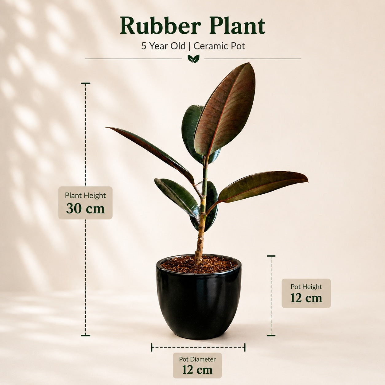 Rubber Plant with Ceramic Pot