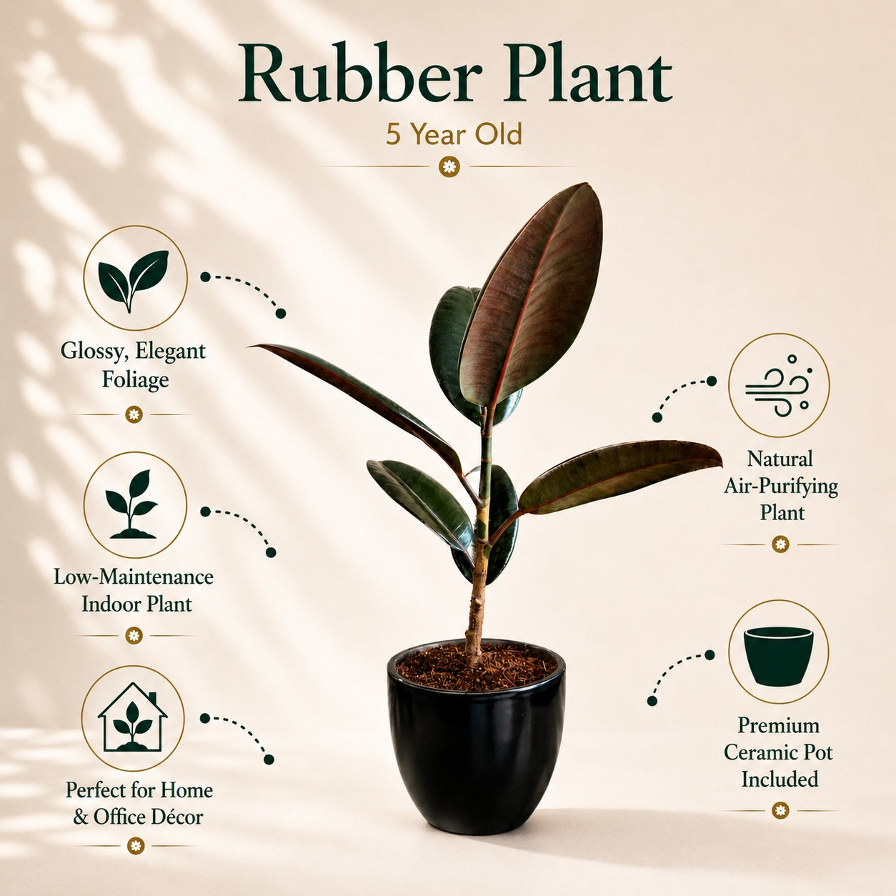 Rubber Plant with Ceramic Pot