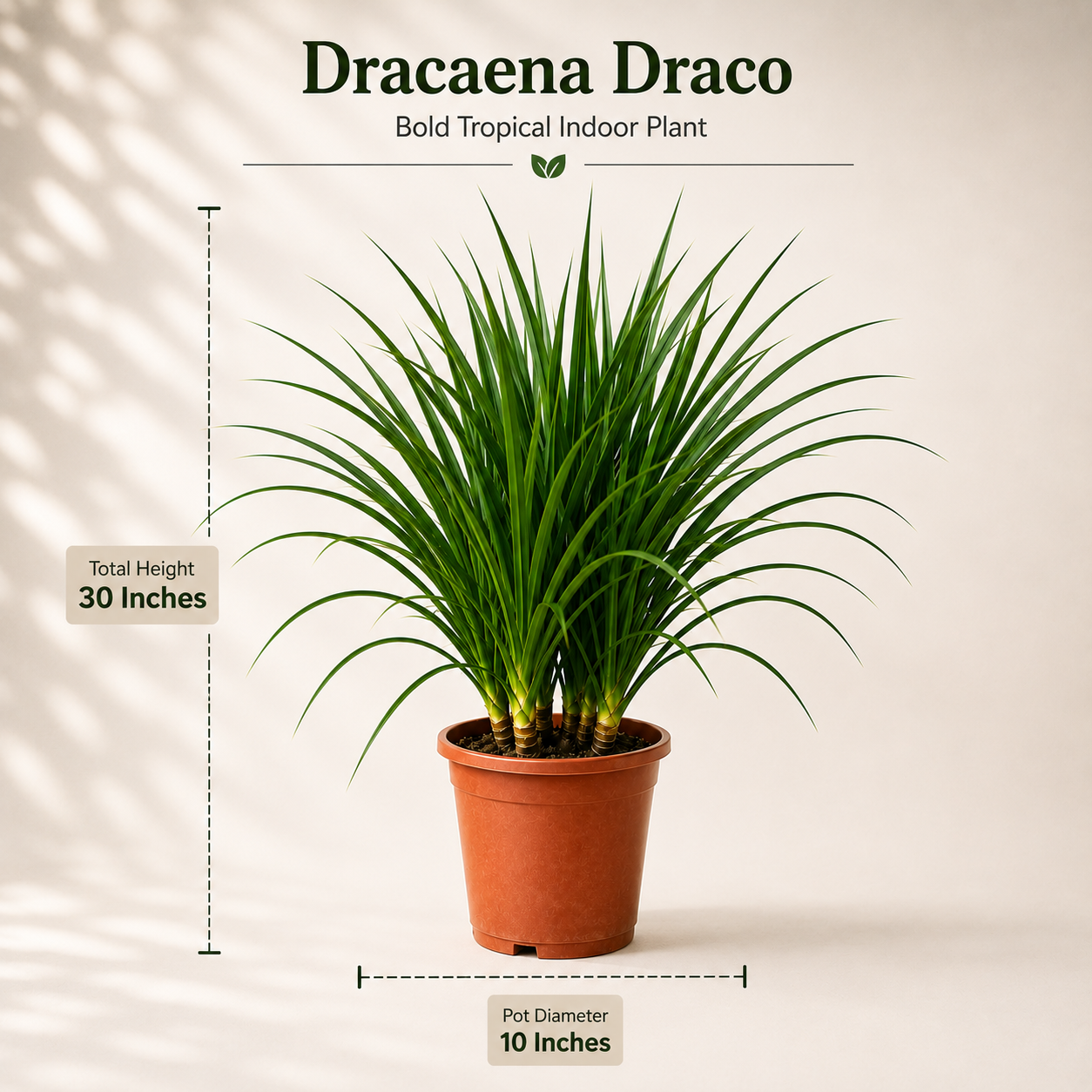 Dracaena Draco Plant – Bold Tropical Indoor Plant for Homes & Offices (3 in 1)