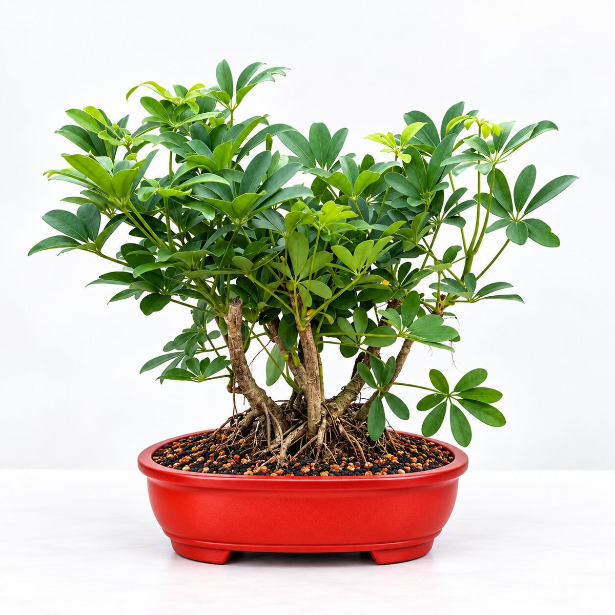 Schefflera bonsai side view showing multiple trunks and roots in red oval pot