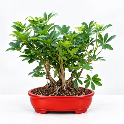 Schefflera bonsai side view showing multiple trunks and roots in red oval pot