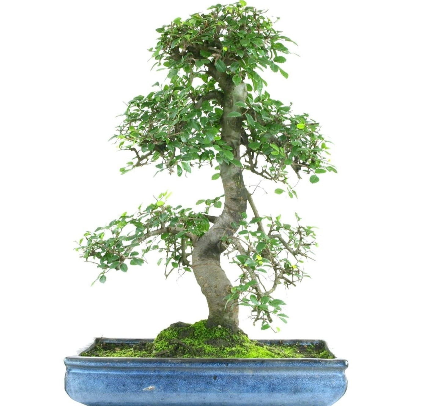 Buy Chinese Elm Bonsai Tree 6 Yrs - Abana Homes