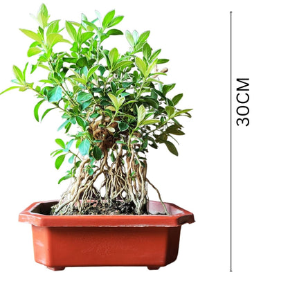 Serissa Mame Bonsai Plant With Exposed Roots | 25 cm