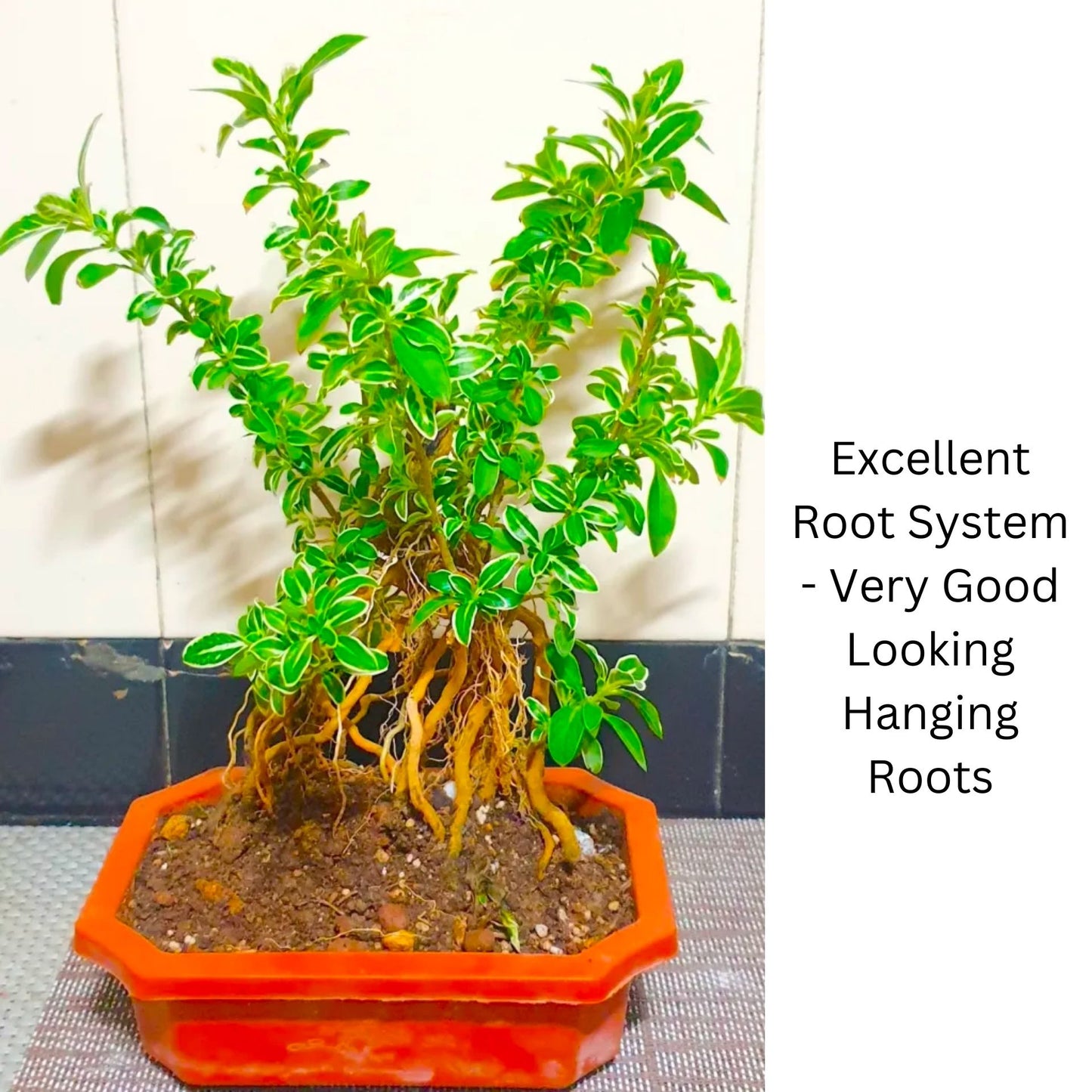 Serissa Mame Bonsai Plant With Exposed Roots | 25 cm