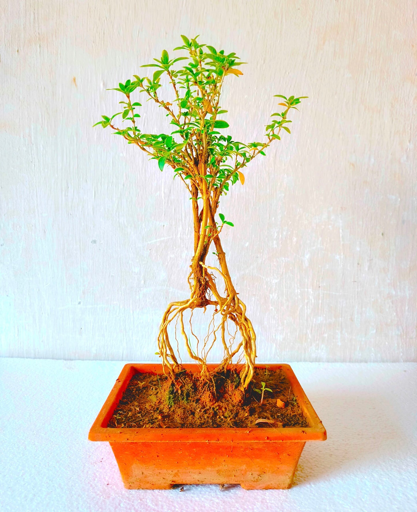 Serissa Mame Bonsai Plant With Exposed Roots | 25 cm