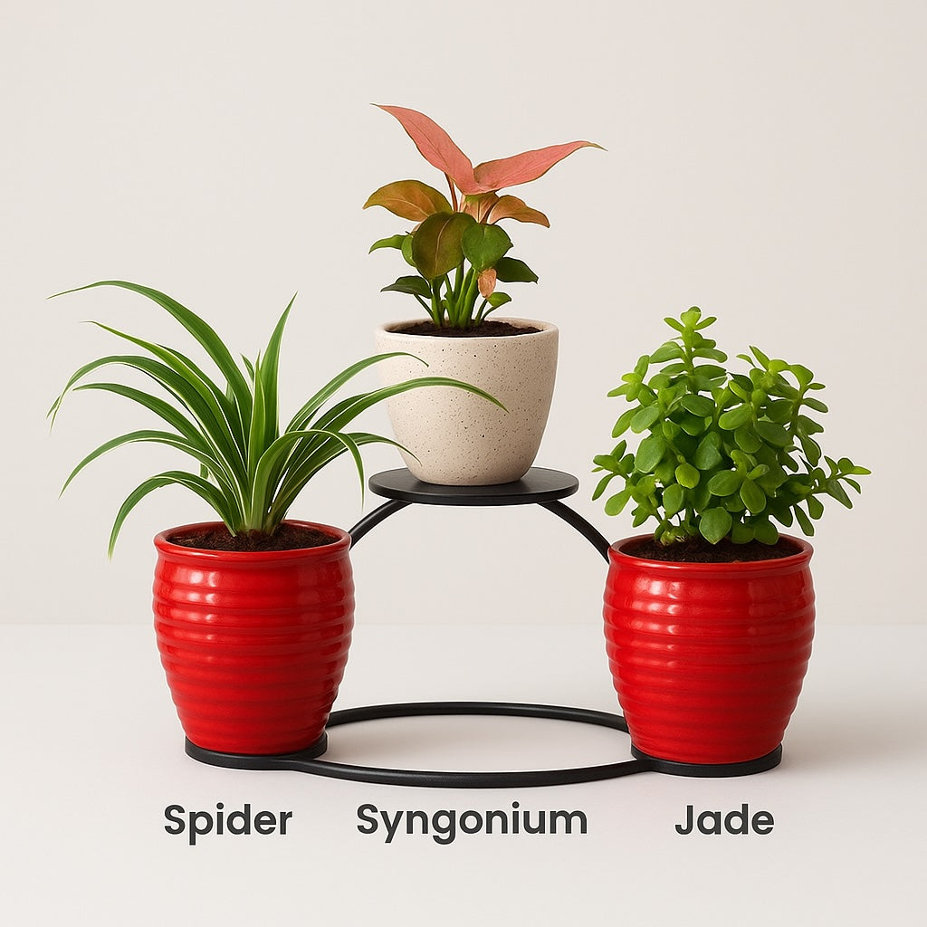 Jade | Syngonium | Spider - Air Purifying Combo