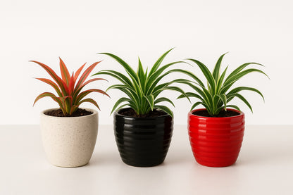 Spider Plant Flowering