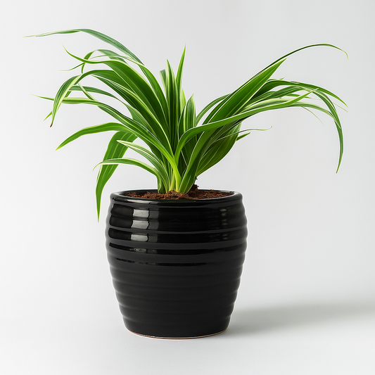 Spider Plant Flowering