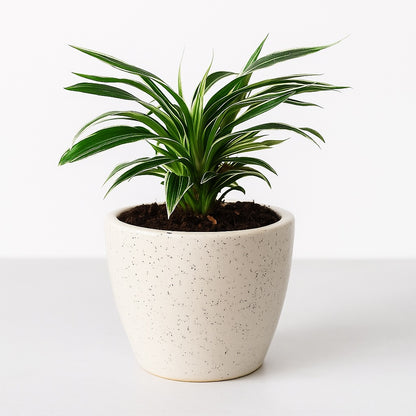Spider Plant Flowering