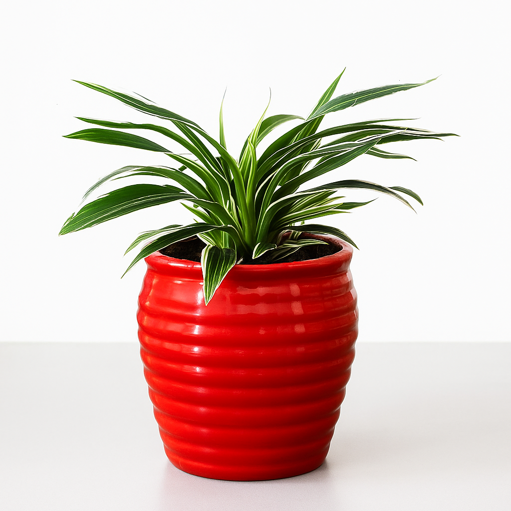 Spider Plant Flowering
