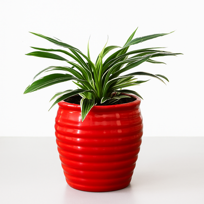 Spider Plant Flowering