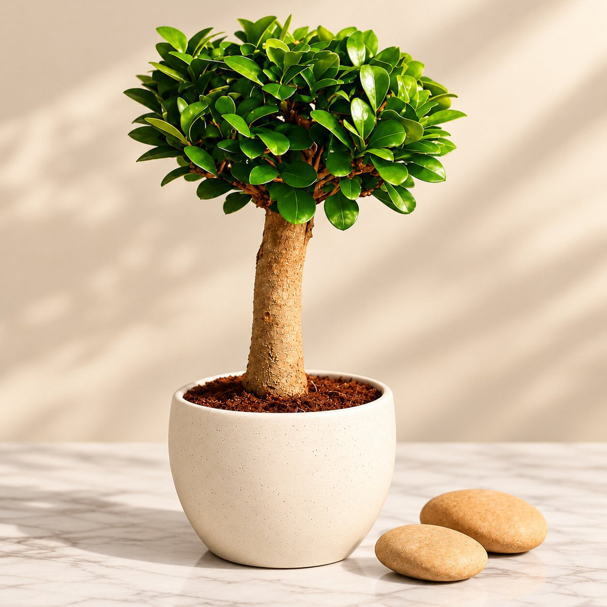 Ficus Microcarpa Indoor Bonsai Tree – 4 Years, Ceramic Pot