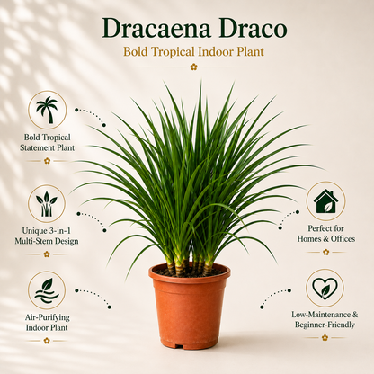 Dracaena Draco Plant – Bold Tropical Indoor Plant for Homes & Offices (3 in 1)
