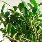 Ficus Indoor Bonsai Tree 15 year 35 cm