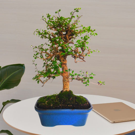 Buy Carmona Indoor Bonsai Tree - Upright Formal Bonsai Tree 10 Yrs. 30cm. - Abana Homes