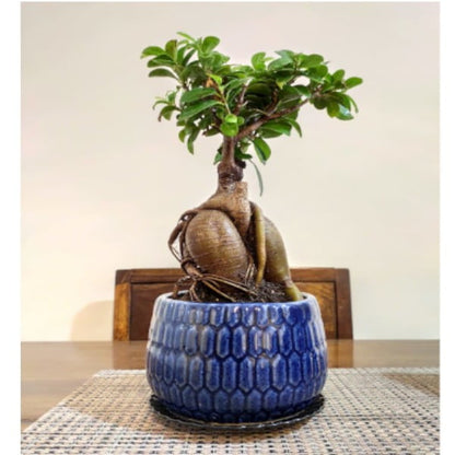 Ficus Indoor Bonsai Plant in Blue Pot