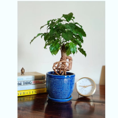 Radermachera Bonsai Plant with Imported Pot and Tray