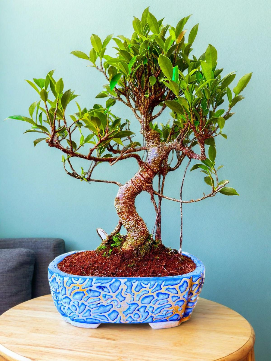 12-Year-Old Ficus Bonsai Tree Auspicious Gift