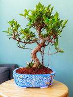 12-Year-Old Ficus Bonsai Tree Auspicious Gift