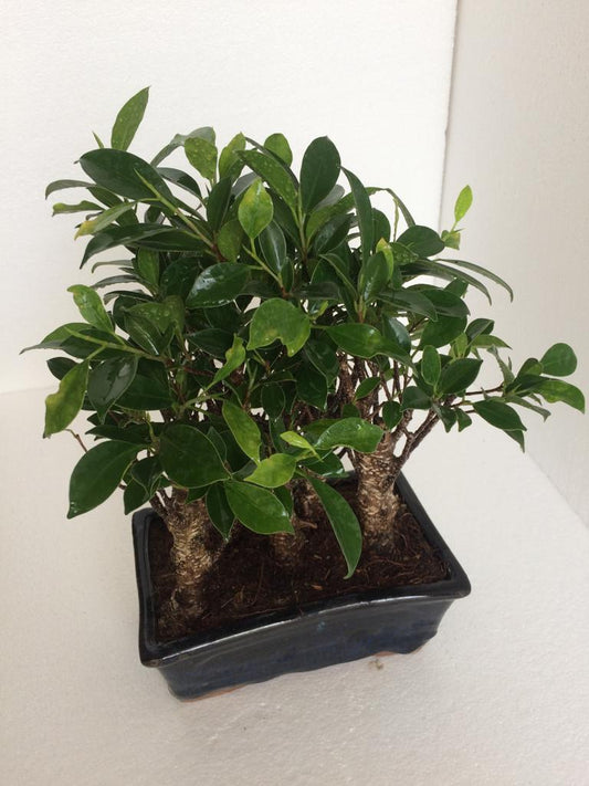 Buy Ficus Jungle Style Combo of 5 Bonsai - Abana Homes