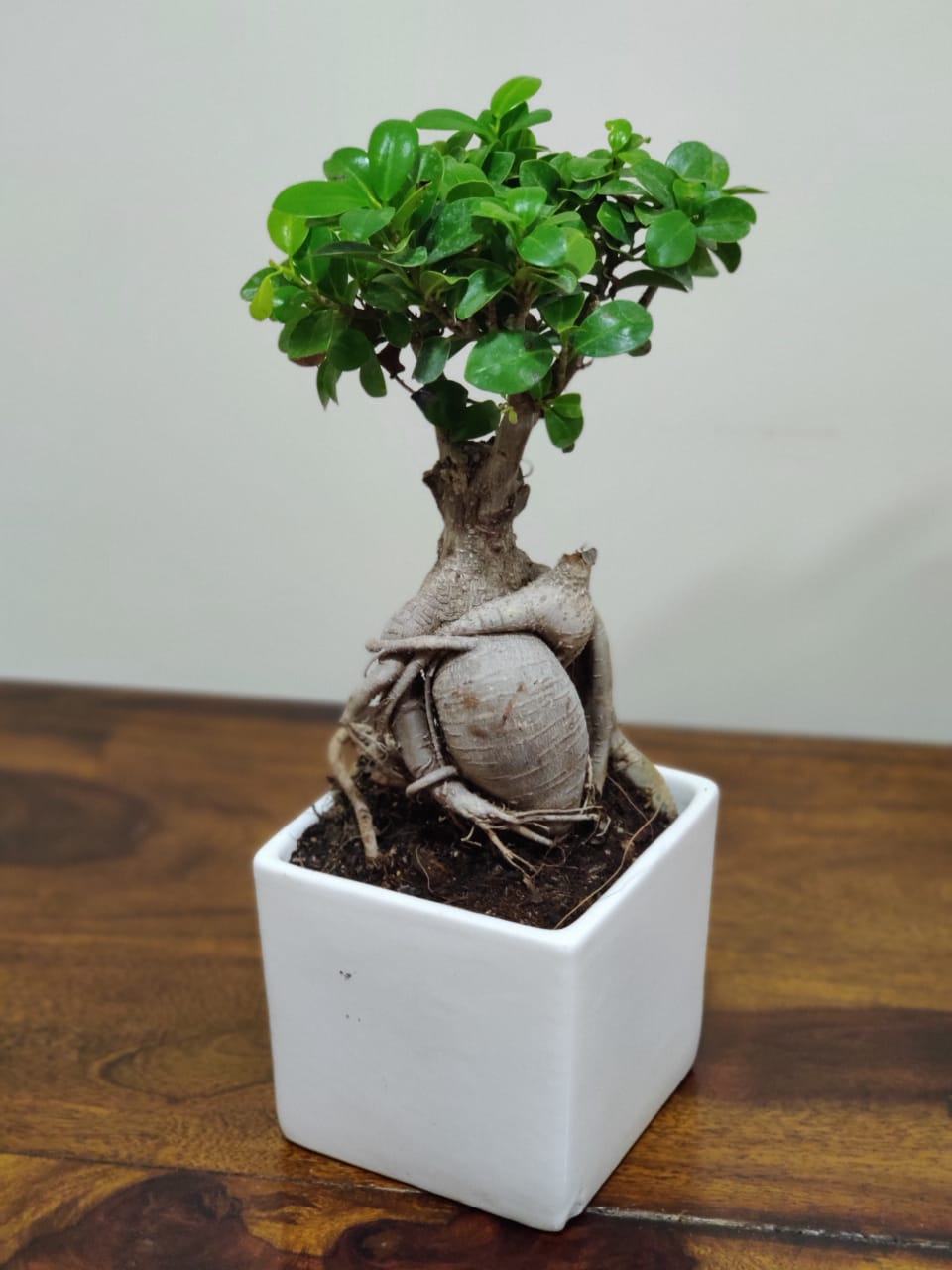 Buy Ginseng Grafted Ficus Plant Bonsai - Abana Homes