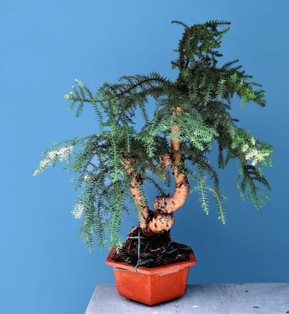 Araucaria (Hoop Pine) Bonsai – 110 cm Tall Conifer