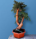 Araucaria Cunninghamii Bonsai Tree – 110 cm Tall Hoop Pine Bonsai (Evergreen Conifer)