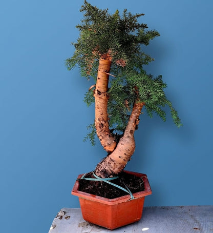 Araucaria (Hoop Pine) Bonsai – 110 cm Tall Conifer