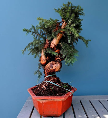 Araucaria (Hoop Pine) Bonsai – 110 cm Tall Conifer