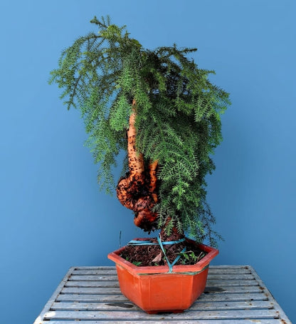 Araucaria (Hoop Pine) Bonsai – 110 cm Tall Conifer