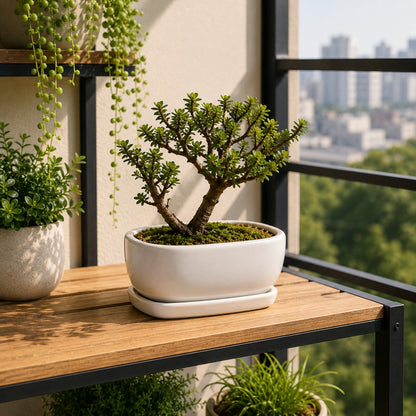 White Ceramic Bonsai Tray Pot | 17 cm Indoor Plant Pot