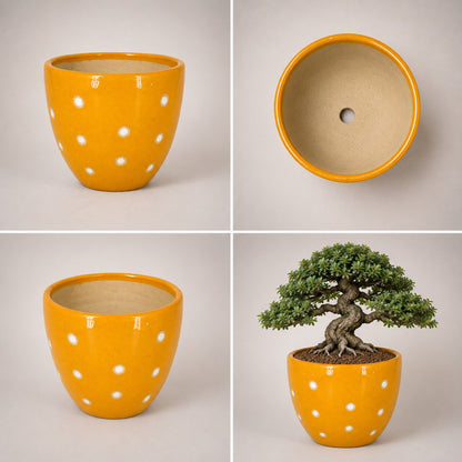 Dotted Ceramic Pot | 6 Inch Small Planter