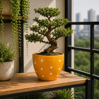 Dotted Ceramic Pot | 6 Inch Small Planter
