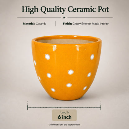 Dotted Ceramic Pot | 6 Inch Small Planter