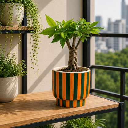 Zebra Classic Ceramic Pot with Tray | Black & White Patterned Planter
