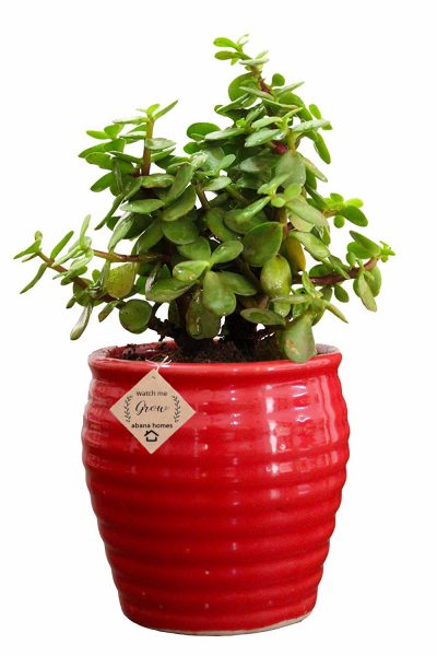 Buy Good Luck Jade Plant in Ceramic Pot - Abana Homes