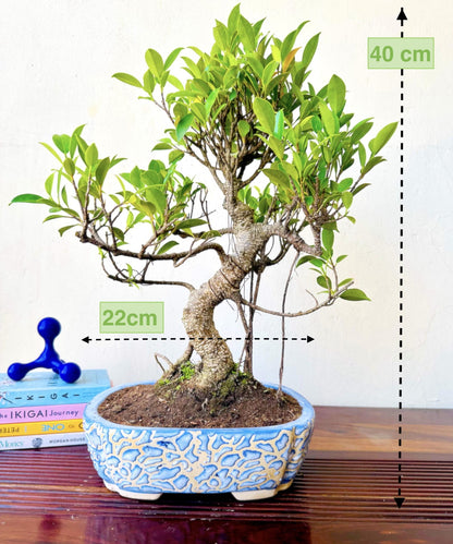 Ficus Bonsai Plant 12 Yrs – Aerial Roots in Blue Bonsai Pot